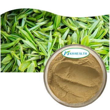 Producător de extract organic de ceai verde pudră