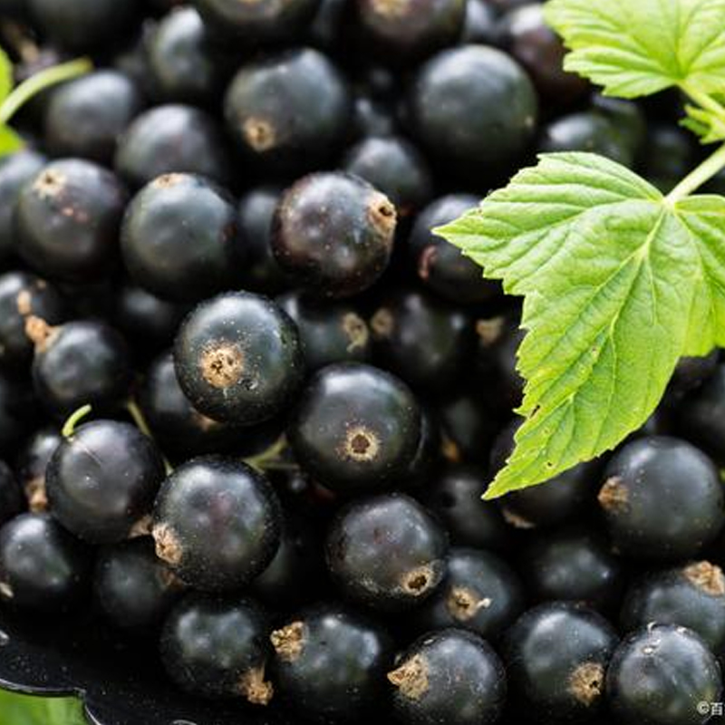 Organic Acai (2).jpg