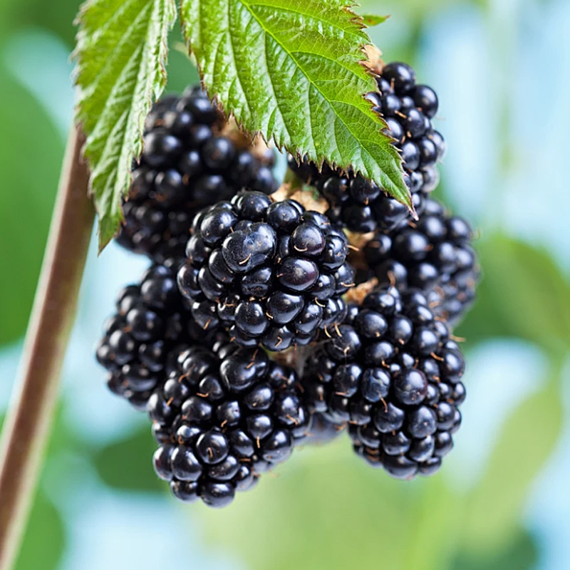 Organic Blackberry.jpg