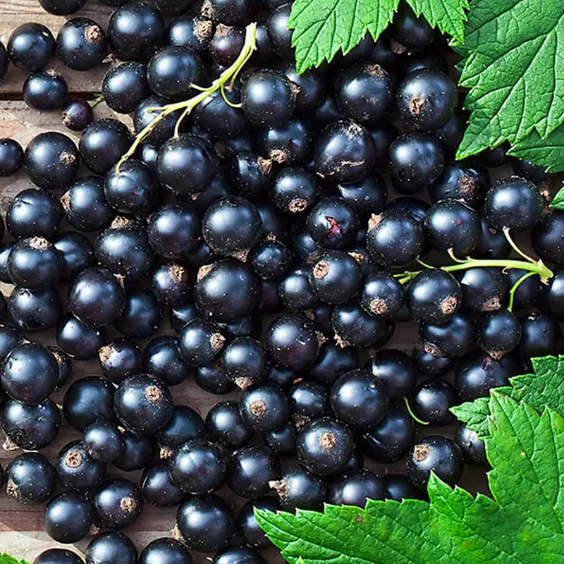 Organic Blackcurrant.jpg