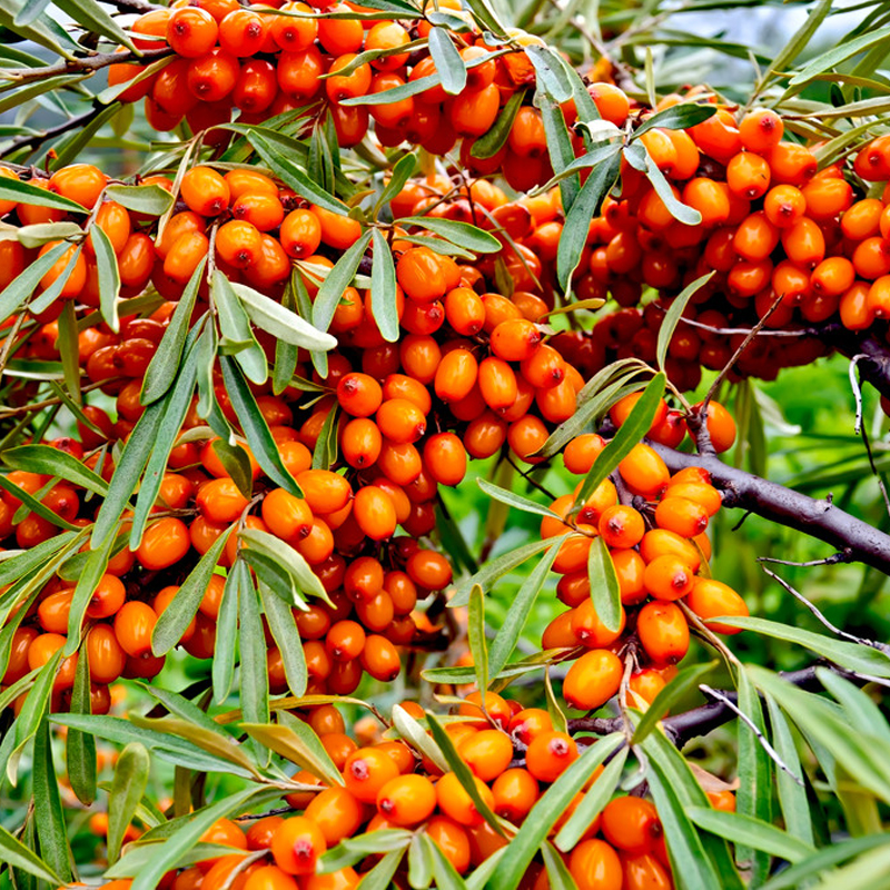 Organic sea buckthorn.jpg