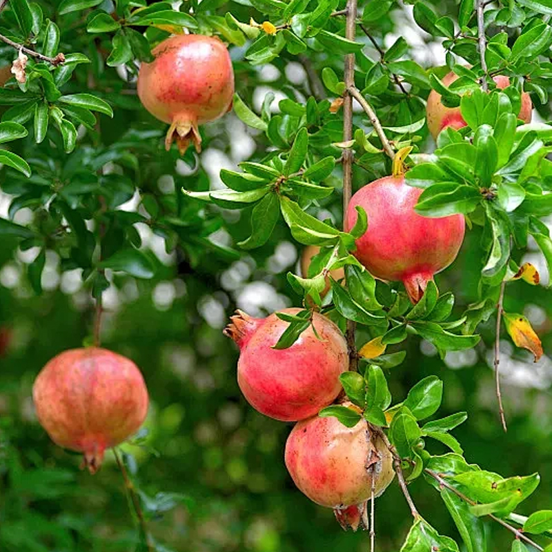 pomegranate.jpg