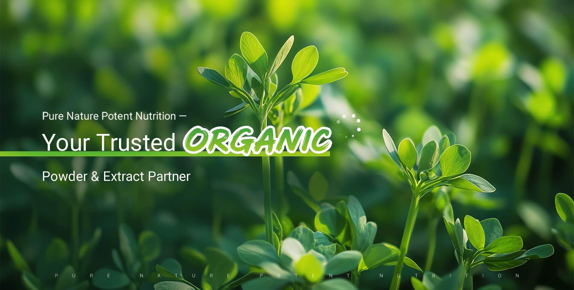 Organic Fruit & Vegetable Juice Powder