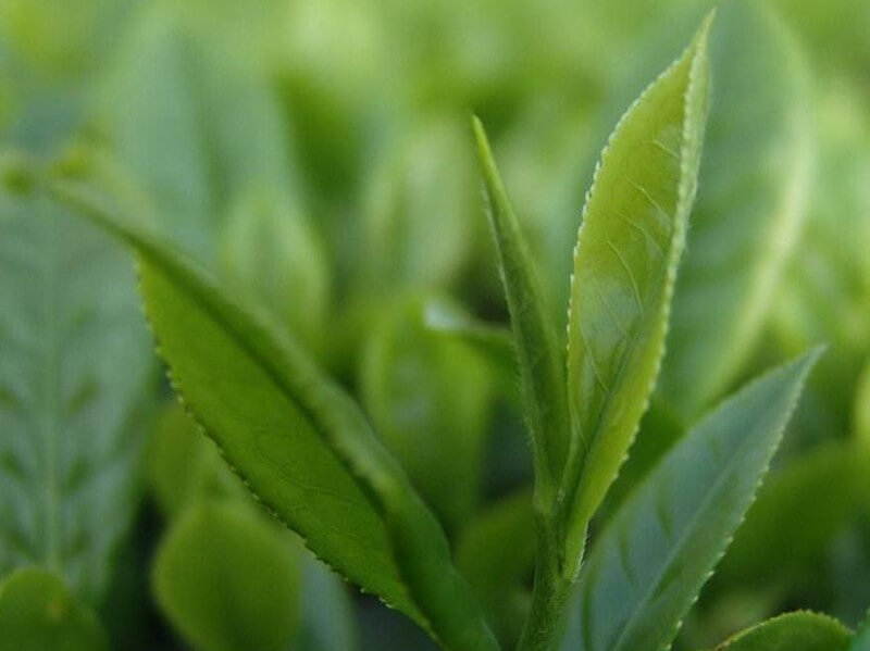 Økologisk grøn tepulver: Antioxidantkraftværket, der driver det nutraceutiske boom