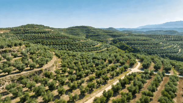 olive plantation