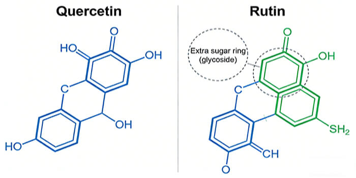 Is quercetin the same as rutin?