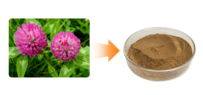 red clover extract powder