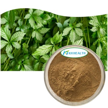 Gynostemma pentaphyllum jiaogulan extract