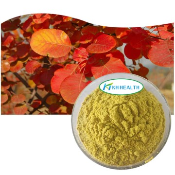 Smoke tree extract fisetin