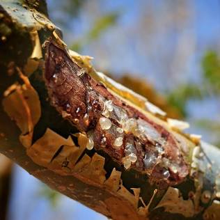 Boswellia serrata harpiks.jpg