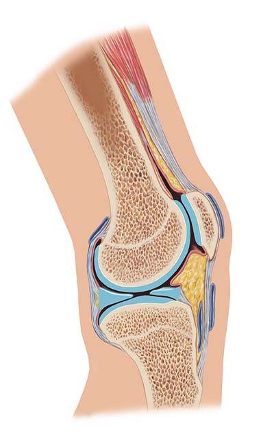 Boswellic acids for joint.jpg