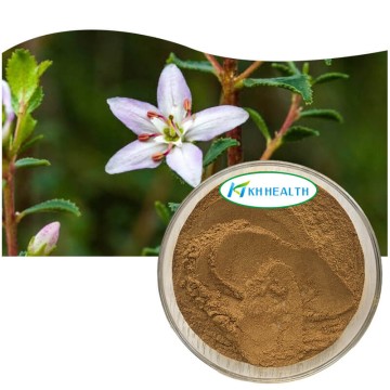 Buchu agathosma betulina Extract