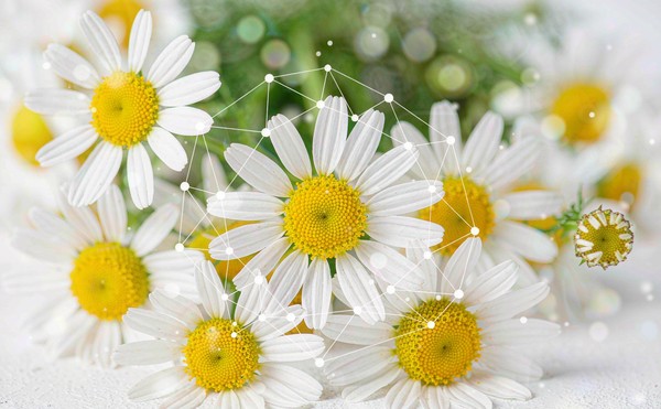 What Does Apigenin Do for Your Body?