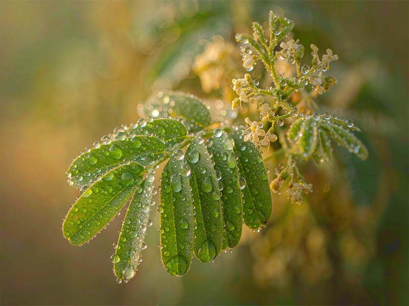 Where to Buy 98% Genistein Sophora Japonica Extract in Bulk