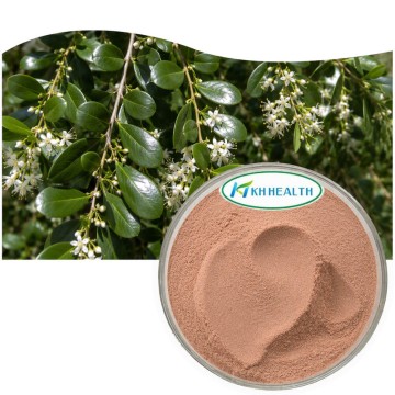 Quillaia Extract (Quillaja saponaria) 20% Saponins