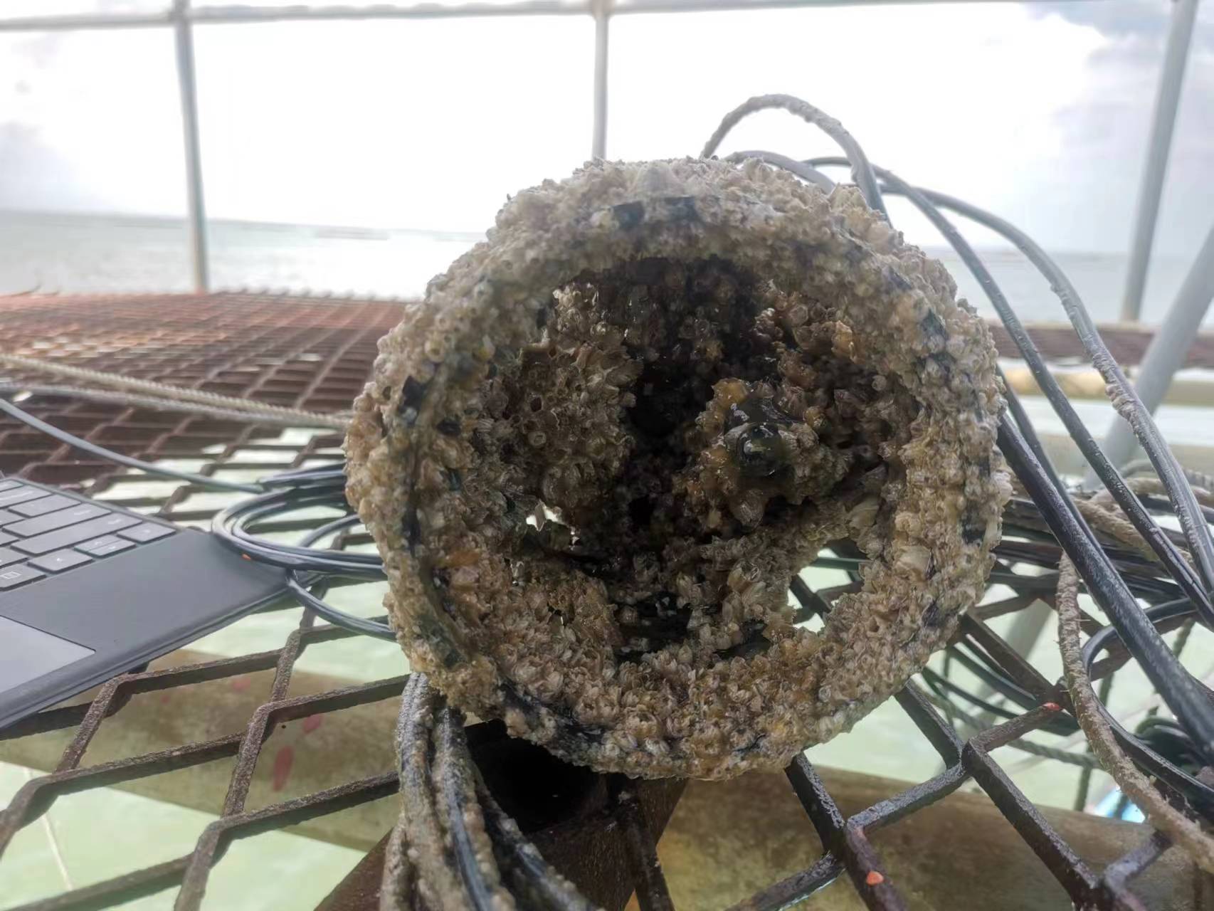 Auswirkungen von mariner Biofouling auf Wasserqualitätssensoren und -lösungen – Analyse eines Fluoreszenzsensors für gelösten Sauerstoff der Firma Qingdao Luminsens Marine Technology