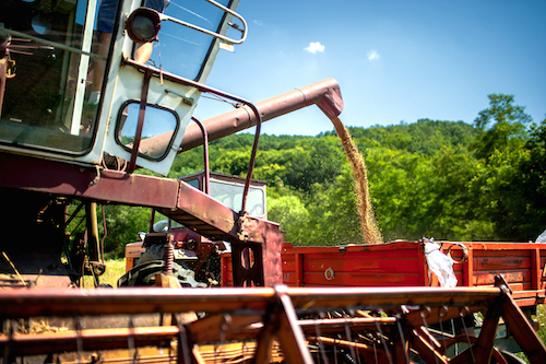 industrial-combine-harvester-unloads-wheat-grain-i-PVY9QUW