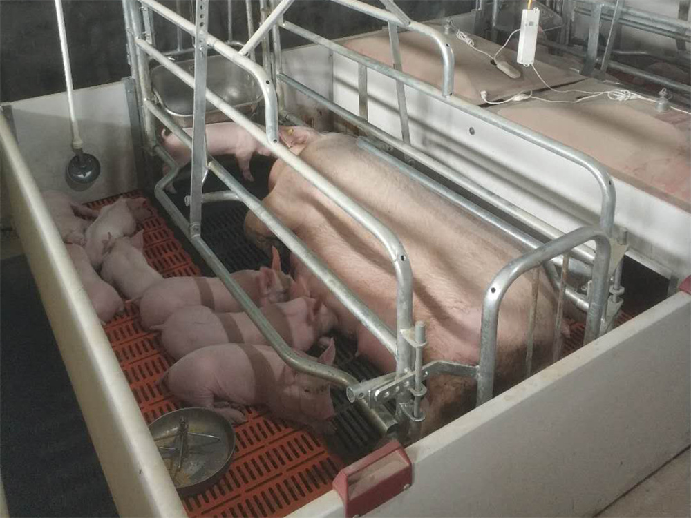 Équipement pour la mise bas des truies porcines : cages de mise bas, litière, enclos pour truies, cages pour animaux (4)
