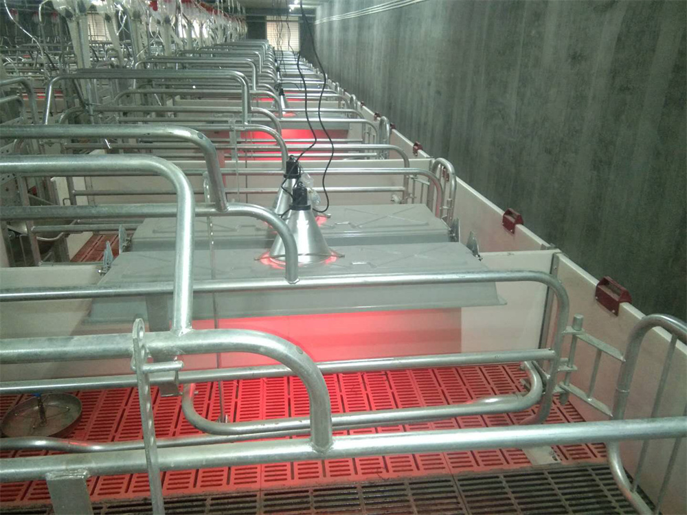Équipement pour la mise bas des truies porcines : cages de mise bas, litière, enclos pour truies, cages pour animaux (6)