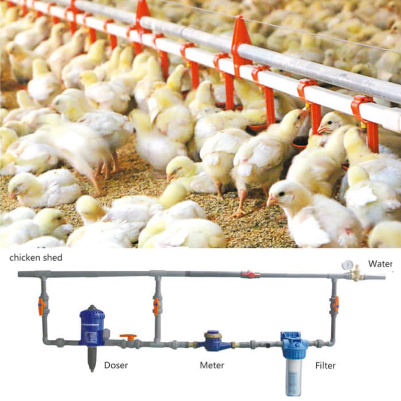 Chicken-Drinking-Line-System-Poultry-Drinking-Line.jpg