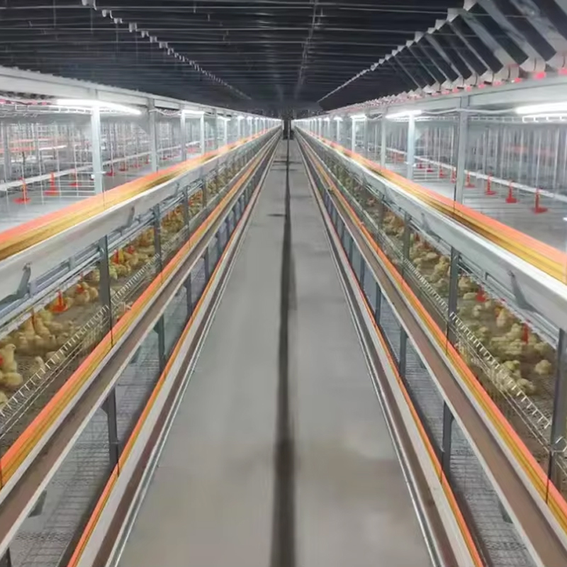 H-Typ-Automatische-Fütterung-Broiler-Käfig-Hühnerkäfig-Broiler-Farm-Ausrüstung2