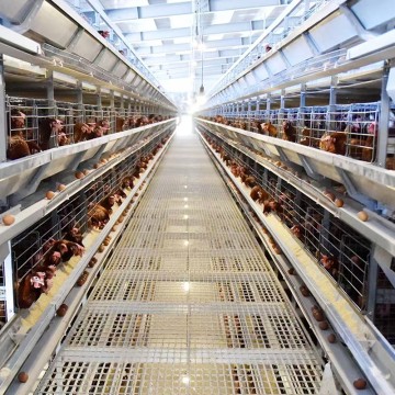 Bâtiments d'élevage de volailles à haute densité pour une production d'œufs efficace