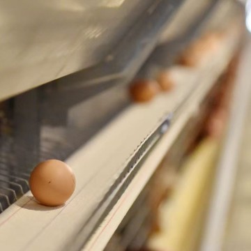 Cage à œufs de type H avec système de collecte d'œufs à haut rendement