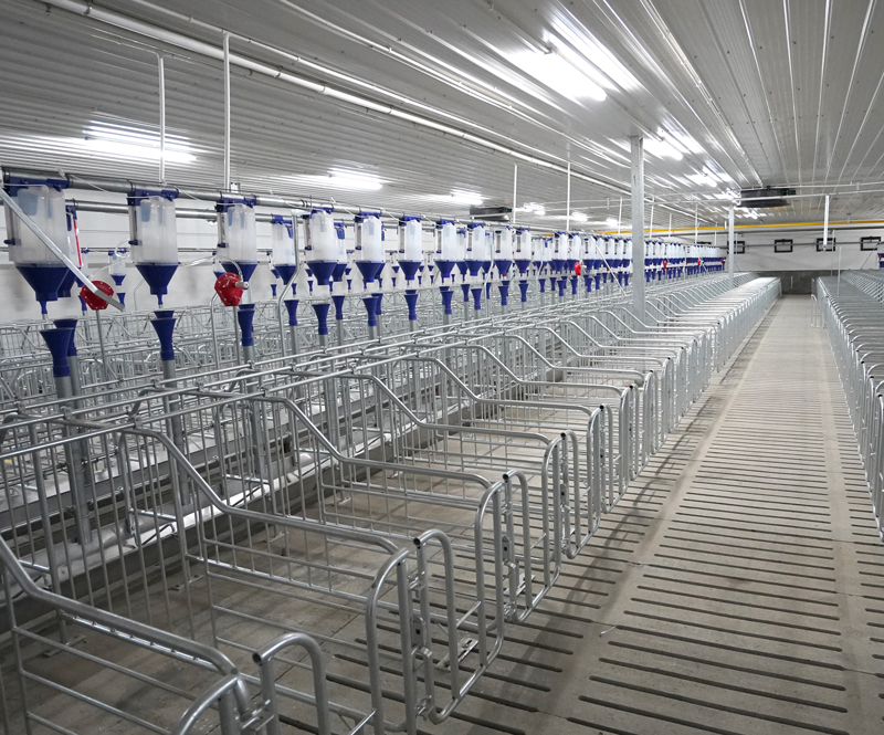 pig-production