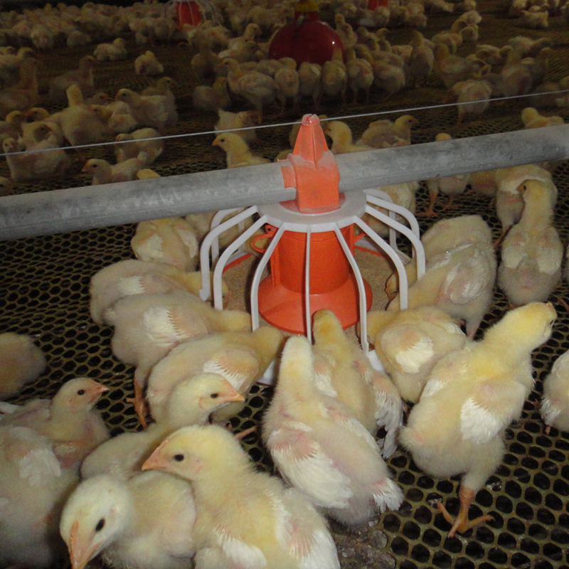 Poultry-Farming-Automatic-Chicken-Feeding-Pan3