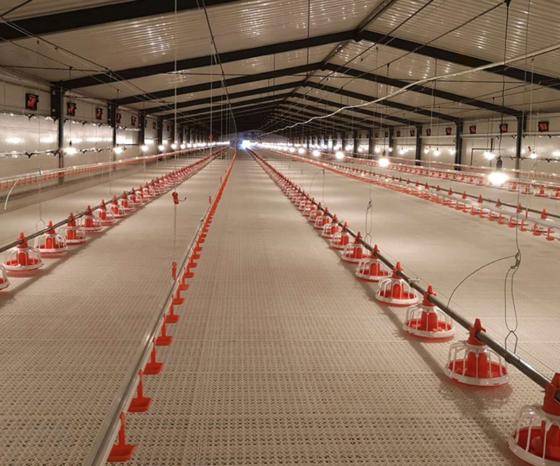 poultry-production