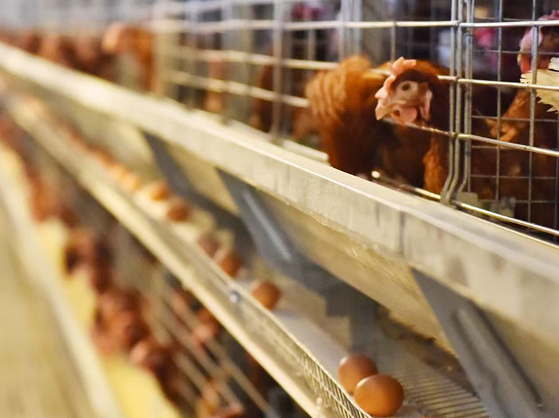 Die Käfigausrüstung für Legehennen bei Qingdao Puhui Agriculture and Animal Husbandry wurde vollständig modernisiert, um die effiziente Umgestaltung der Legehennenindustrie zu fördern.
