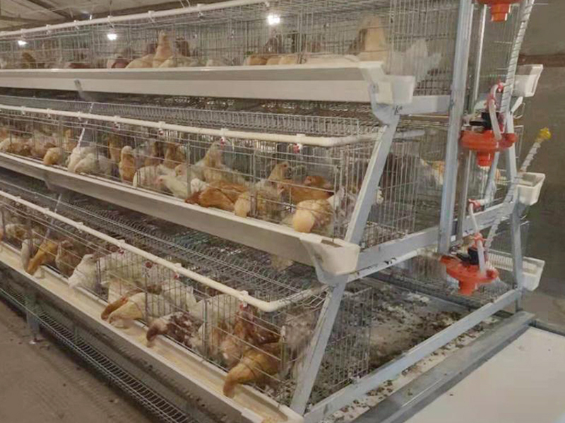 Qingdao Puhui Agriculture and Animal Husbandry Technology Co., Ltd. treibt den Branchenwandel voran und bringt eine neue Generation intelligenter Hühnerzuchtgeräte auf den Markt.