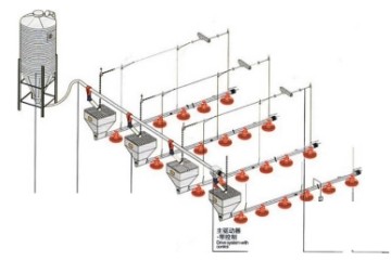 Poultry Feeding Drinking System Silo Feed Storage Rearing on Floor