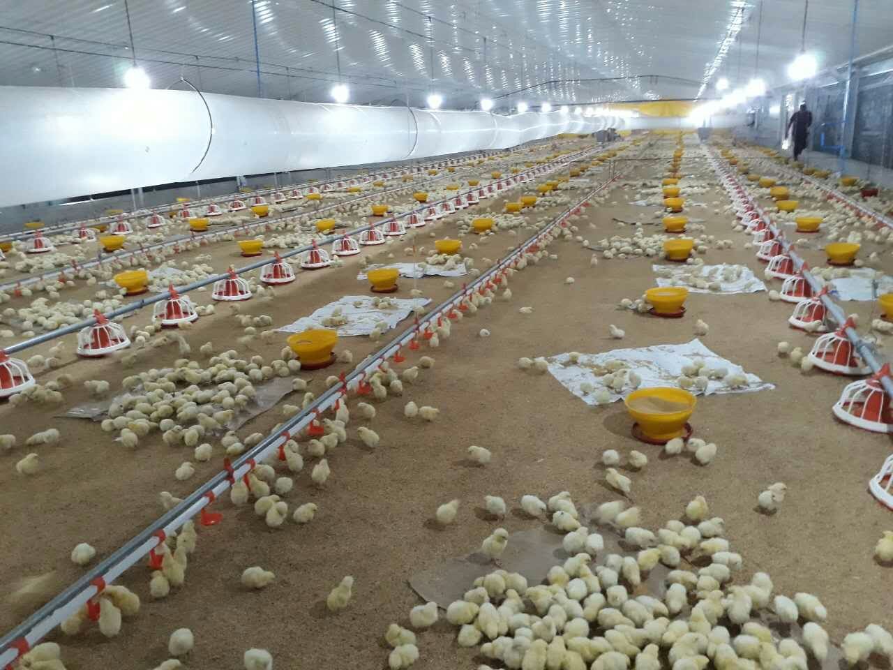 Geflügelfütterungs- und Tränkeanlage mit Futtertrog und Becher – Wasser sparen