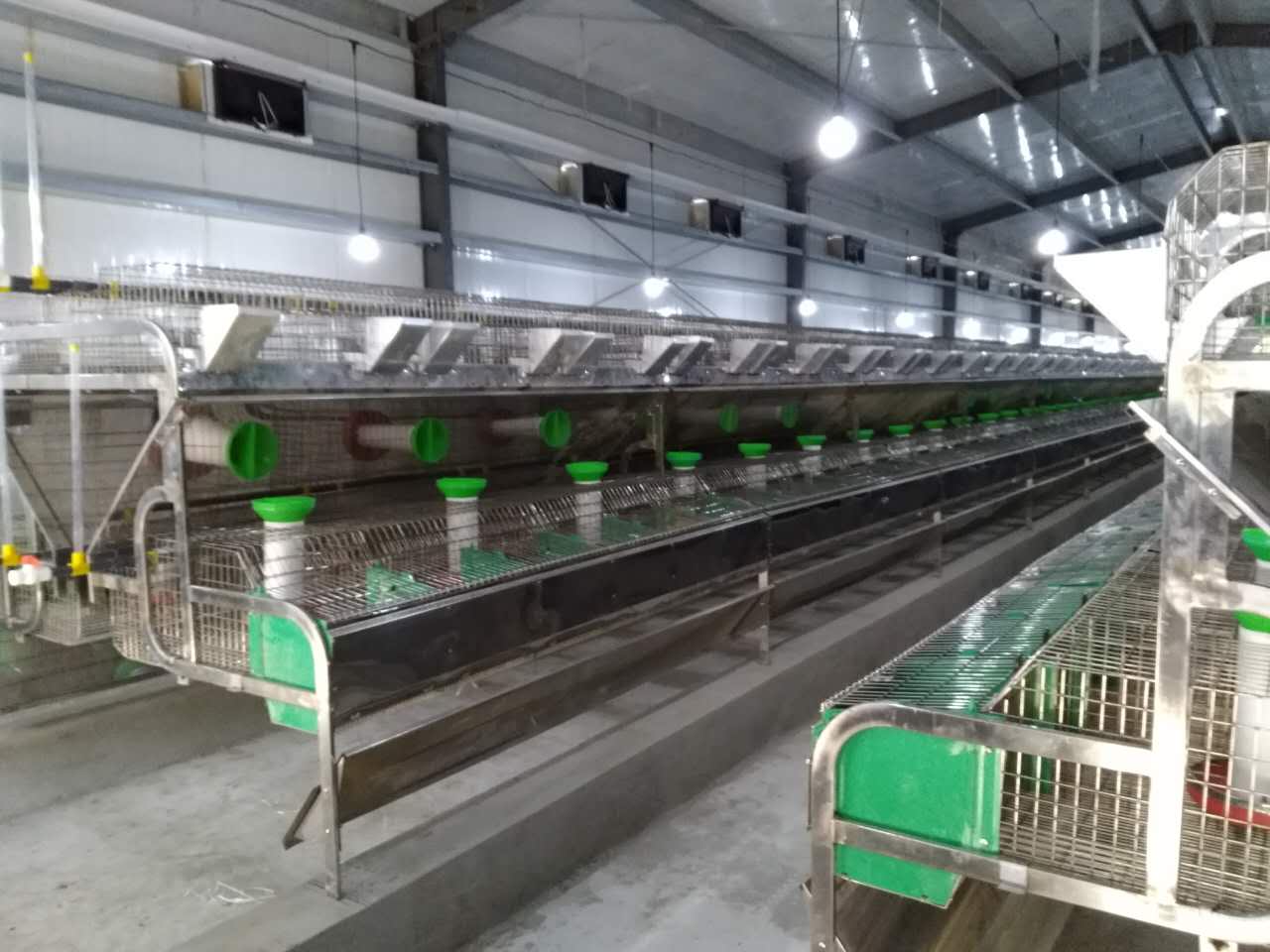 Kaninchenkäfige nach europäischem Vorbild revolutionieren die intensive Kaninchenzucht durch „Tierschutz“ und „Effizienzinnovationen“.