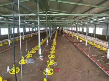 Système d'élevage de poulets de chair entièrement automatisé pour 20 000 têtes : poulailler, mangeoire, abreuvoir, etc.