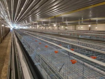 A Type Layer Cages 3 Tiers 3 Layers Poultry Farm