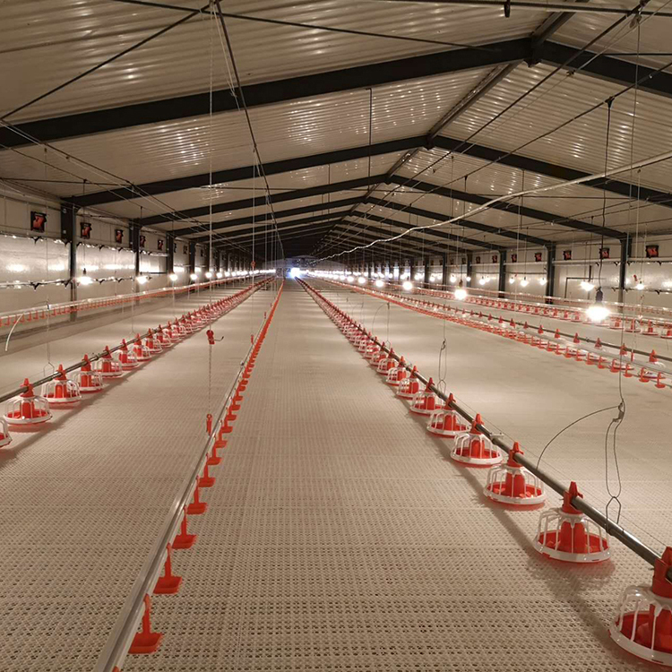 Freilandhaltung von Masthähnchen: Landwirtschaftliche Chancen bei stabilen Investitionen