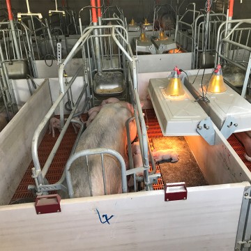 Cages de mise bas modernes pour truies : Équipement de couchage antidérapant pour plus de confort et d’hygiène