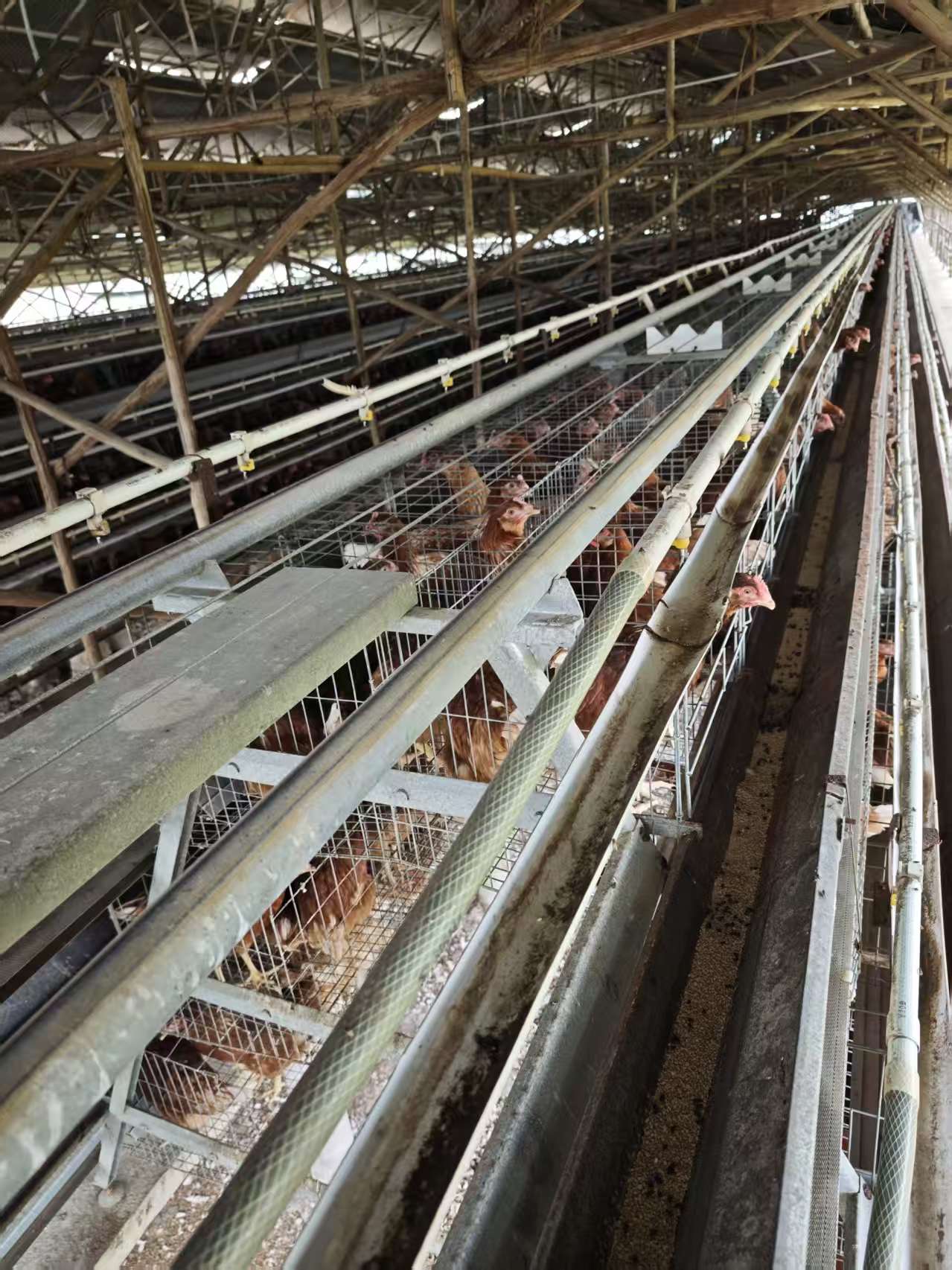 Élevage en bâtiment ouvert vs. élevage en bâtiment fermé : le compromis coût-bénéfice en production avicole