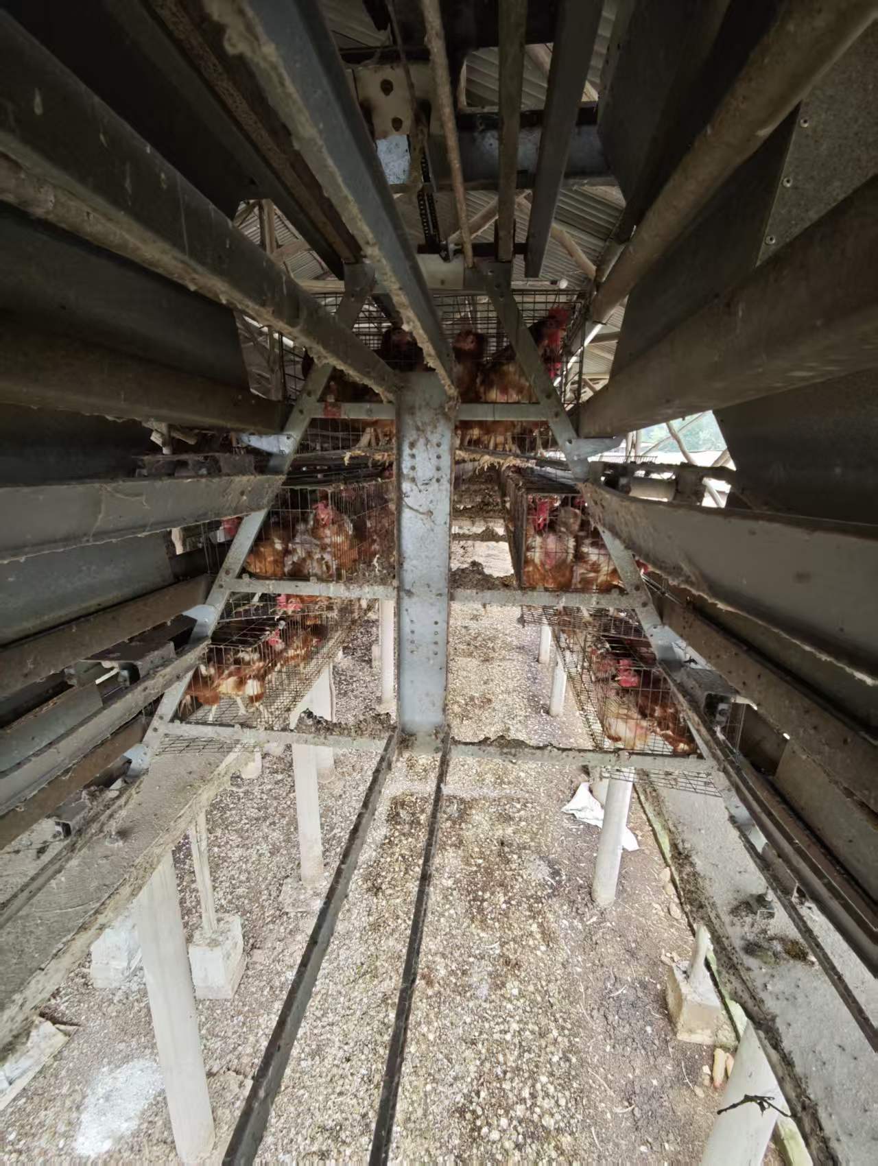 Auch nach zehn Jahren noch effizient in Betrieb: Ein großflächiger Legehennenbetrieb öffnet seine Pforten für Besichtigungen und präsentiert ein seit einem Jahrzehnt im Einsatz befindliches „A-Type Layer Cage High Standard“-System.