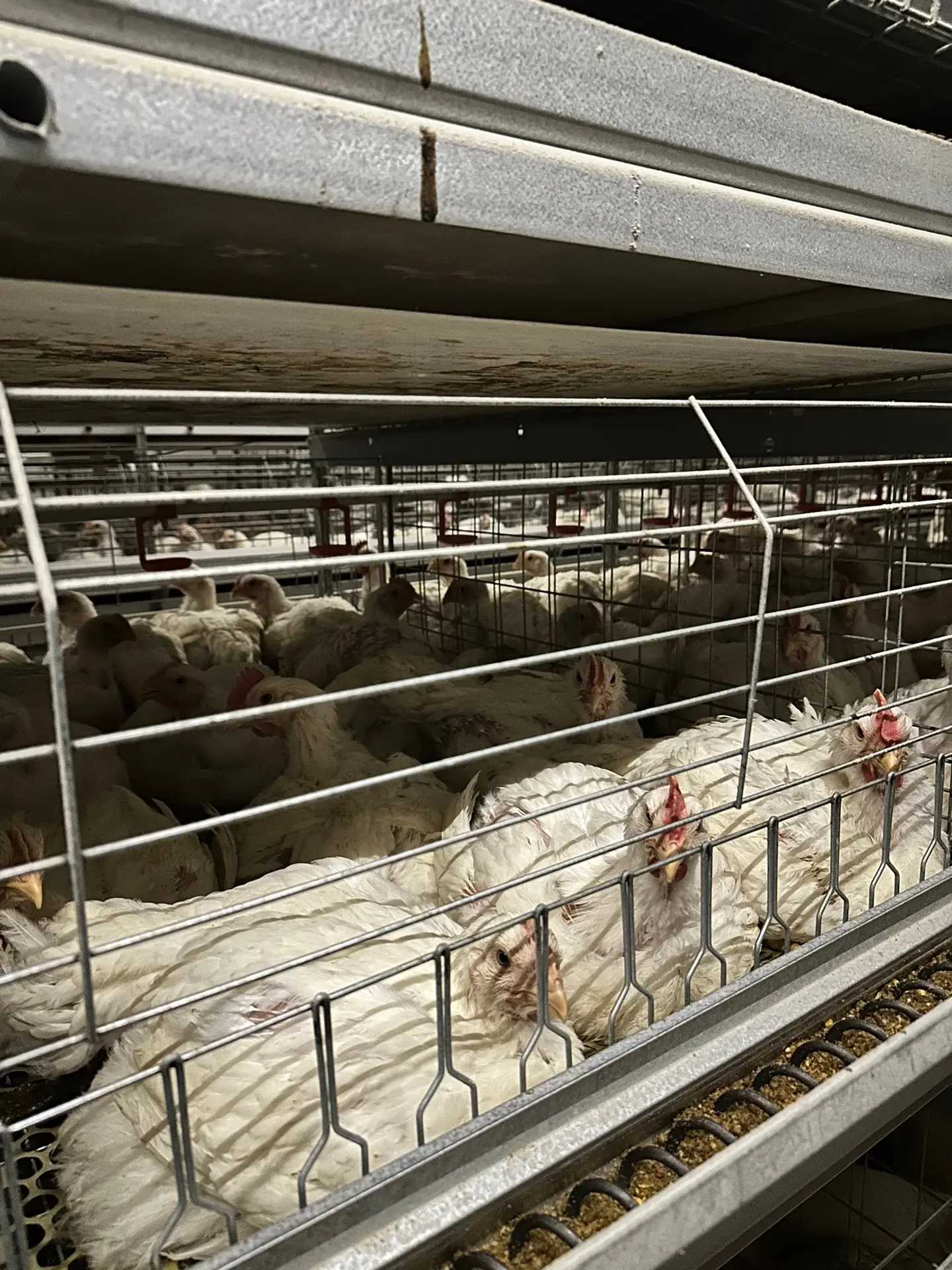 Comparaison des matériaux des cages à couches