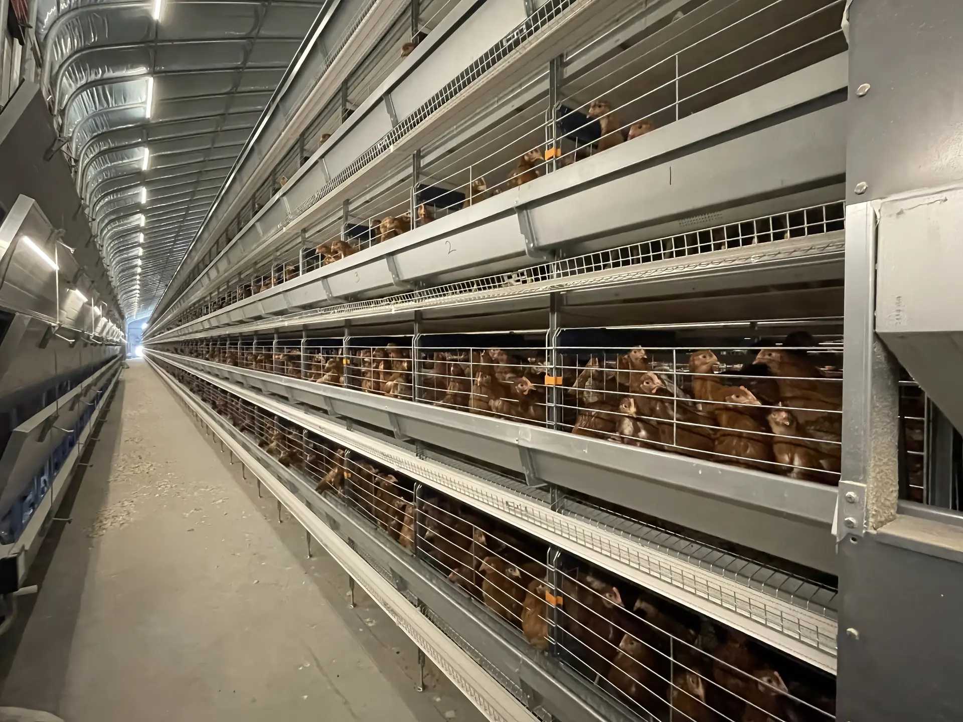 Tips for Raising Chickens Using Poultry Equipment