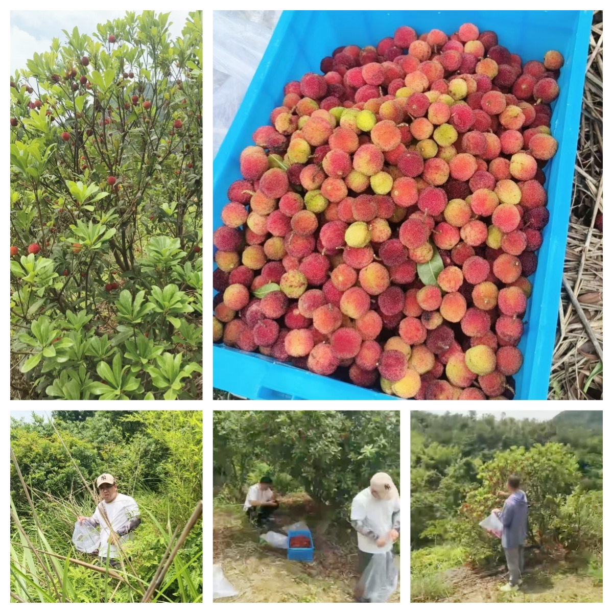 摘杨梅.jpg