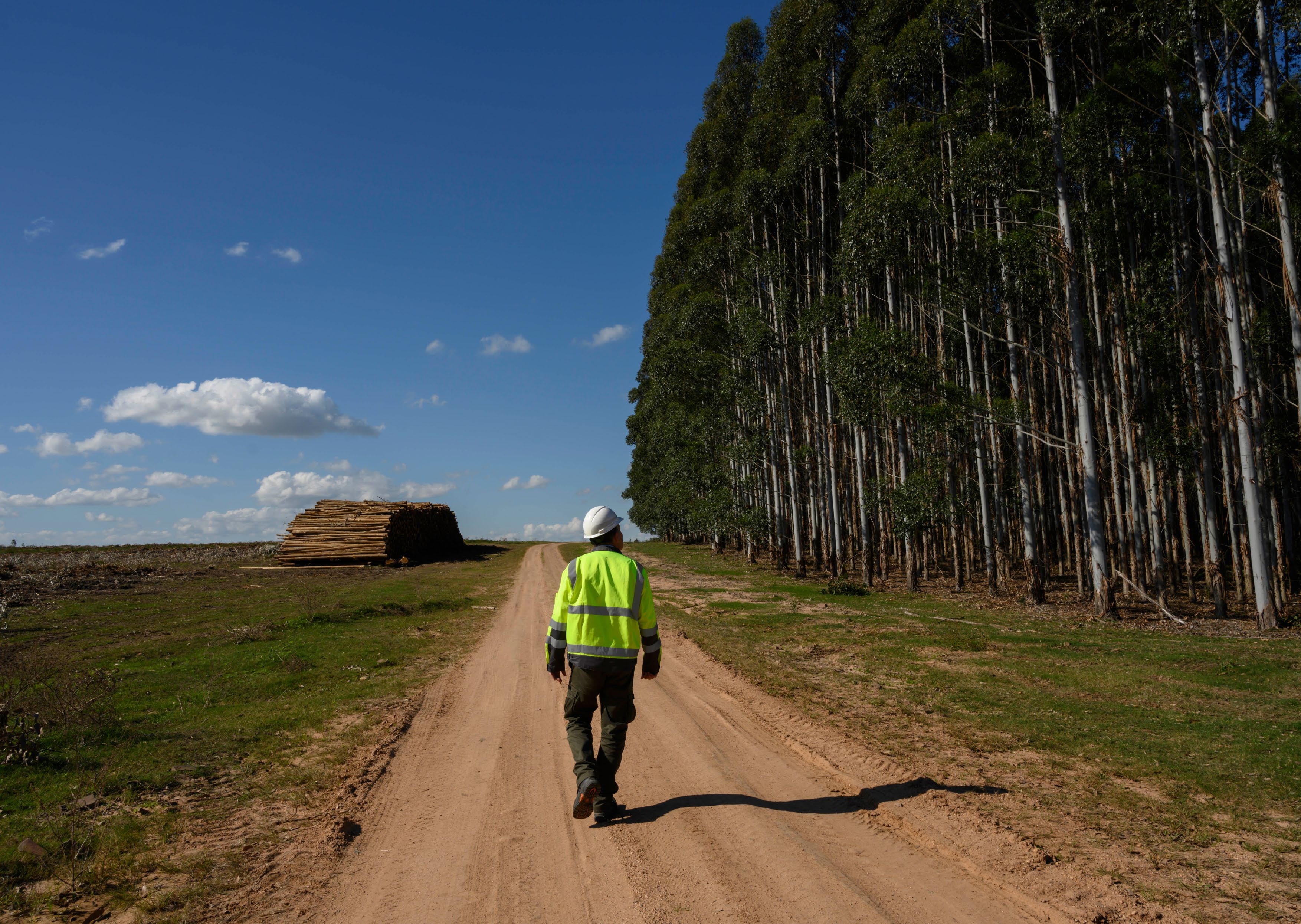 EUDR 2025 Revision: Paper Industry Compliance & Zero Deforestation Call
