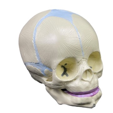 Medical Science Life Size Human Infant Anatomy Baby Skull Model