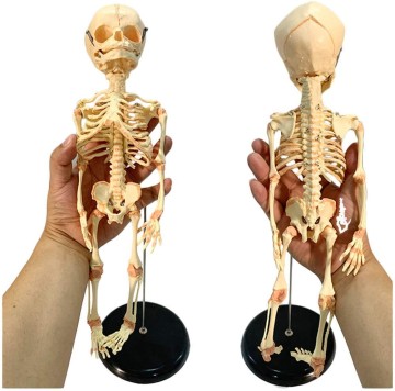 Fetal Teaching Model Anatomy Life Size Baby Skull Skeleton Model