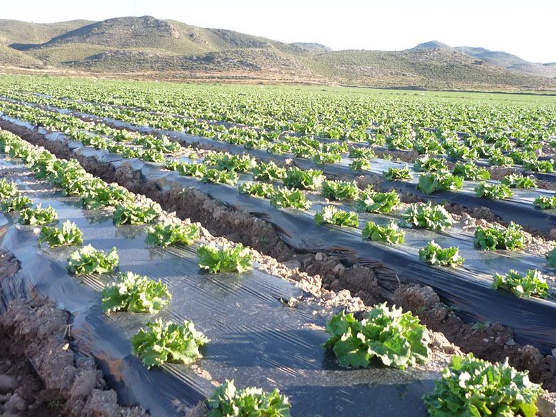 bio-degradeable mulch film