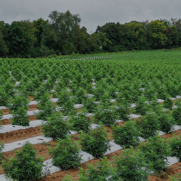 What is the role of agricultural mulch film?