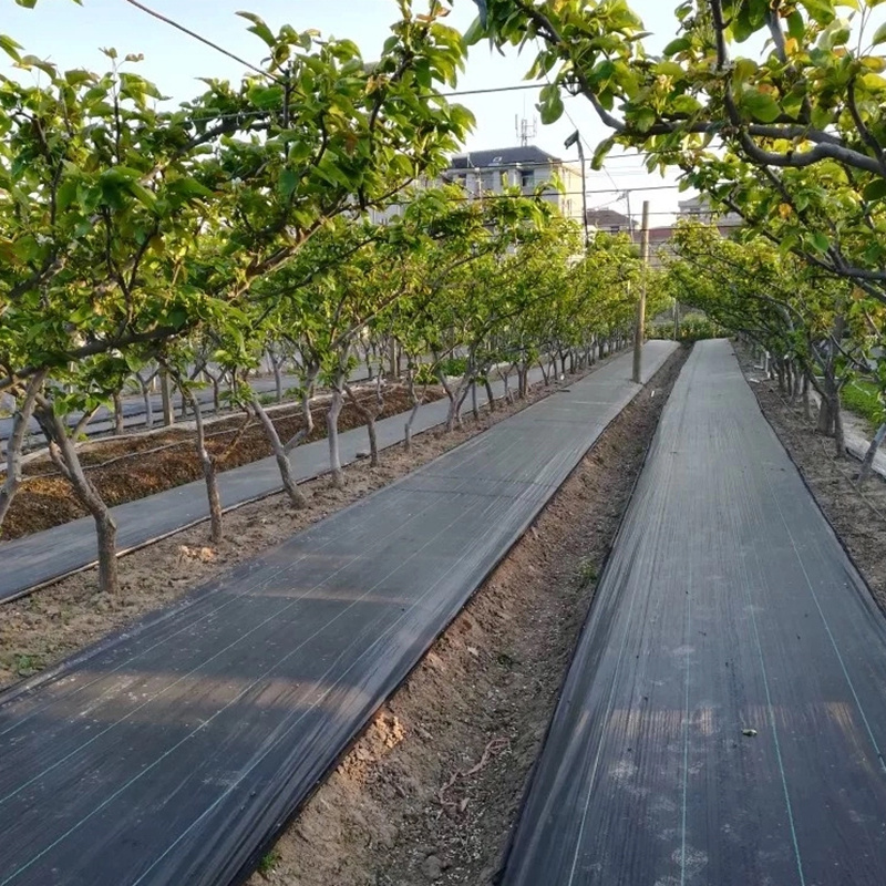 Biodegradable ecological Landscape (2)